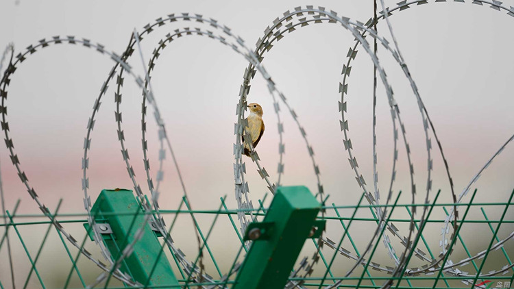 刀刺隔離網18631858321 刀刺隔離網18631858321